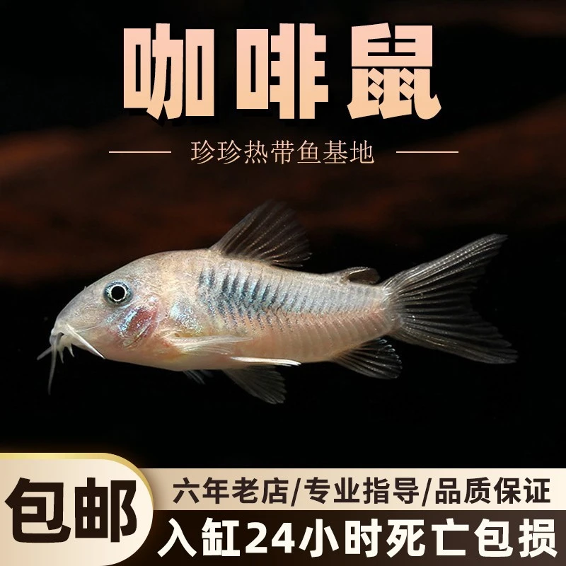 咖啡鼠清道夫除藻鱼工具鱼老鼠鱼热带观赏鱼低栖小型鱼白鼠清洁鱼