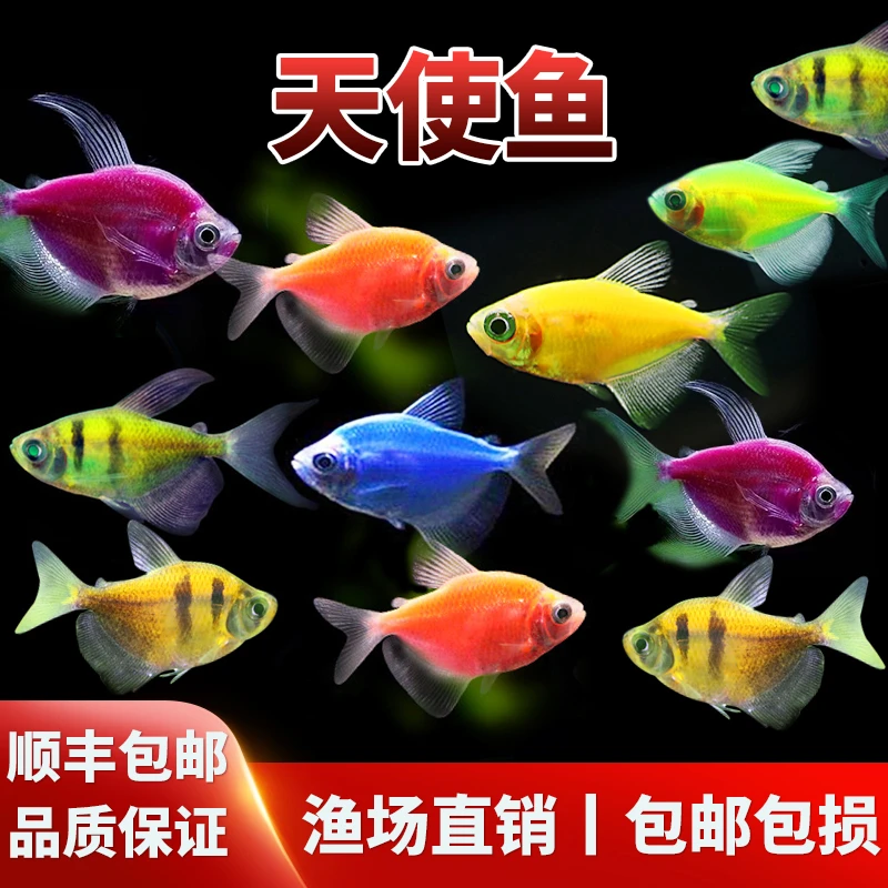 七彩天使鱼观赏鱼活鱼群游懒人小型淡水鱼苗耐活红天使老虎热带鱼