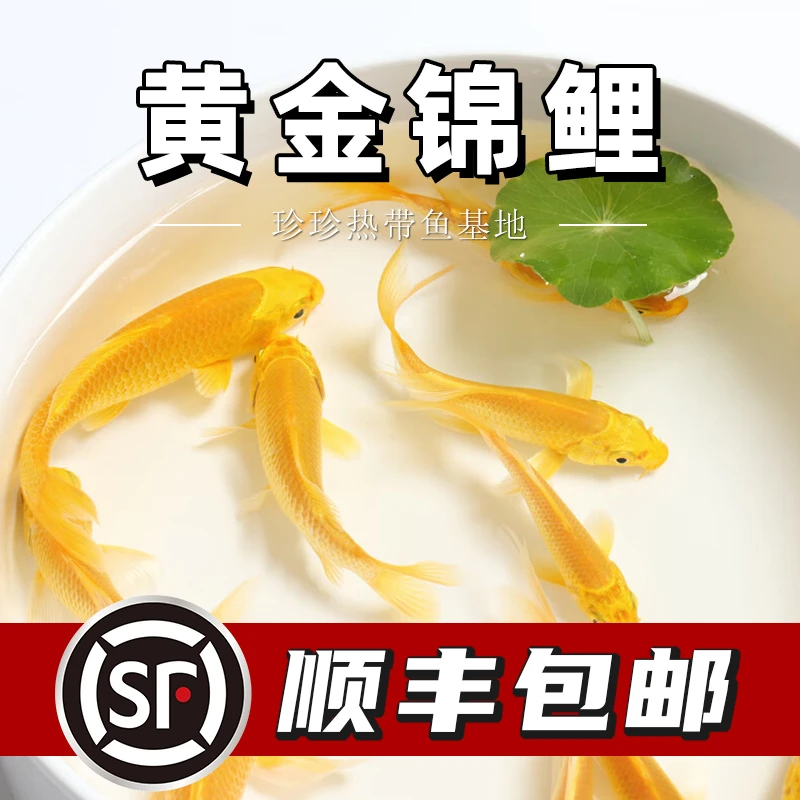 锦鲤观赏鱼黄金龙凤发财金鱼纯种活体冷水淡水易养耐活宠物招财鱼
