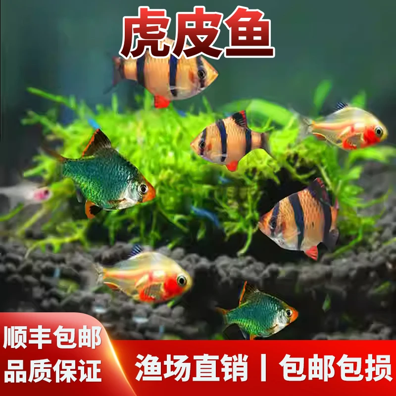虎皮鱼活体鱼好养易活淡水鱼不掉色金虎鱼四间虎皮热带鱼观赏鱼
