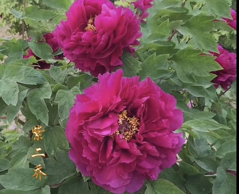 牡丹盆栽一物一拍链接基地直发