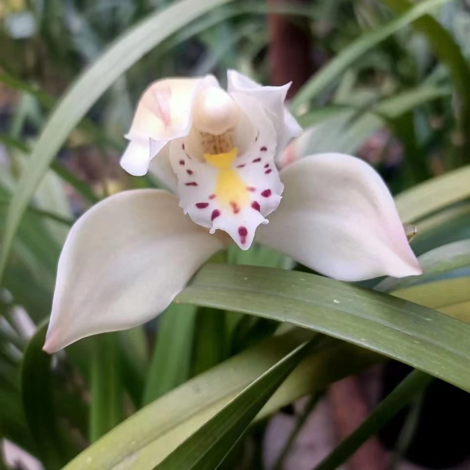 红花米叶吊金钟树萝卜一物一拍边远地区不包邮七天无理由退货