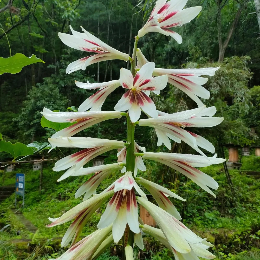 云南香花大叶百合花一物一拍