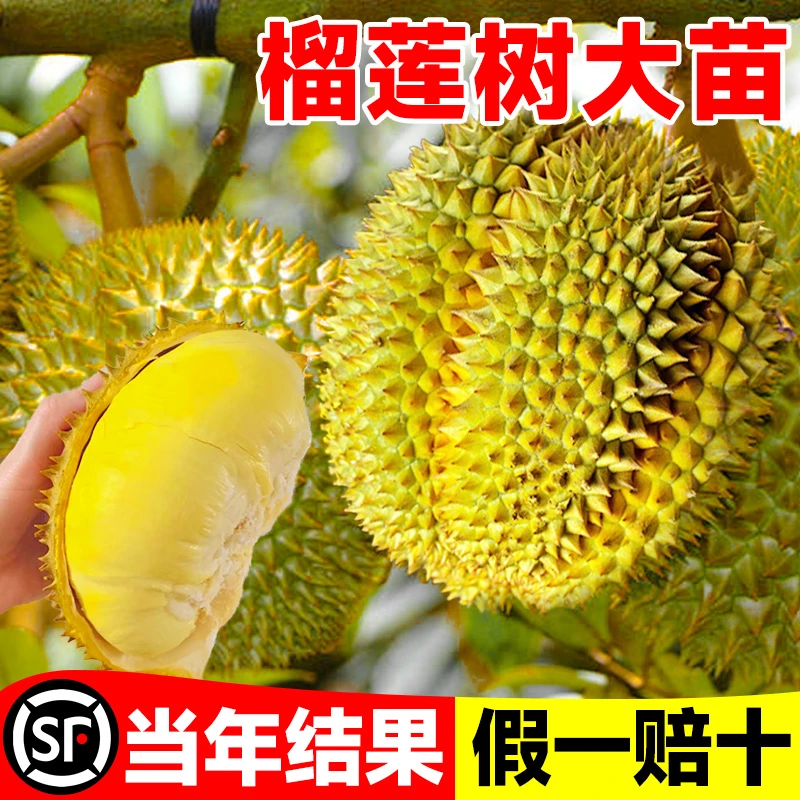 当年结果金枕榴莲树果苗猫山王南北方四季种植广西嫁接大果树盆栽
