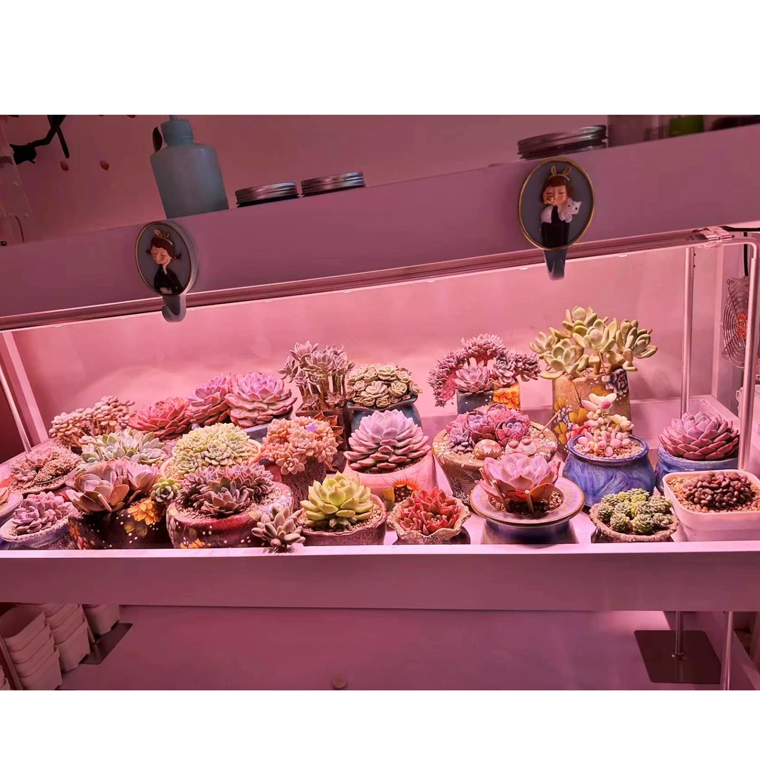 【美轮美焕】喜绿白色浸盆款铁艺层架托盘可浇水花架户外多肉专用D