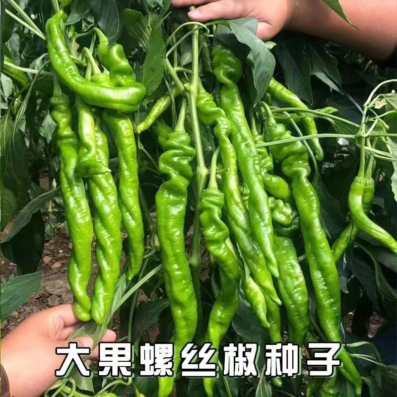 螺丝椒种子金螺丝辣青椒猪大肠辣椒种籽辛辣尖椒阳台盆栽蔬菜种子