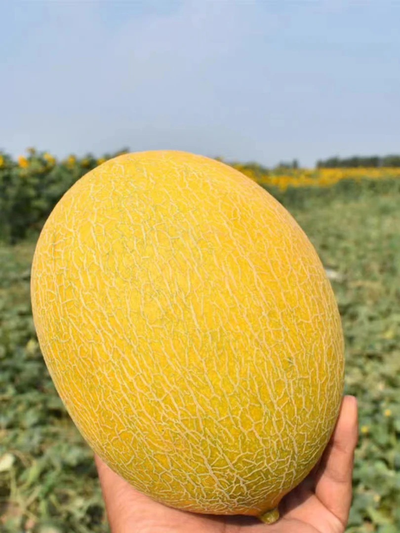 （飞哥专属）内蒙古五原县正宗早黄蜜华莱士脆甜多汁当季新鲜水果