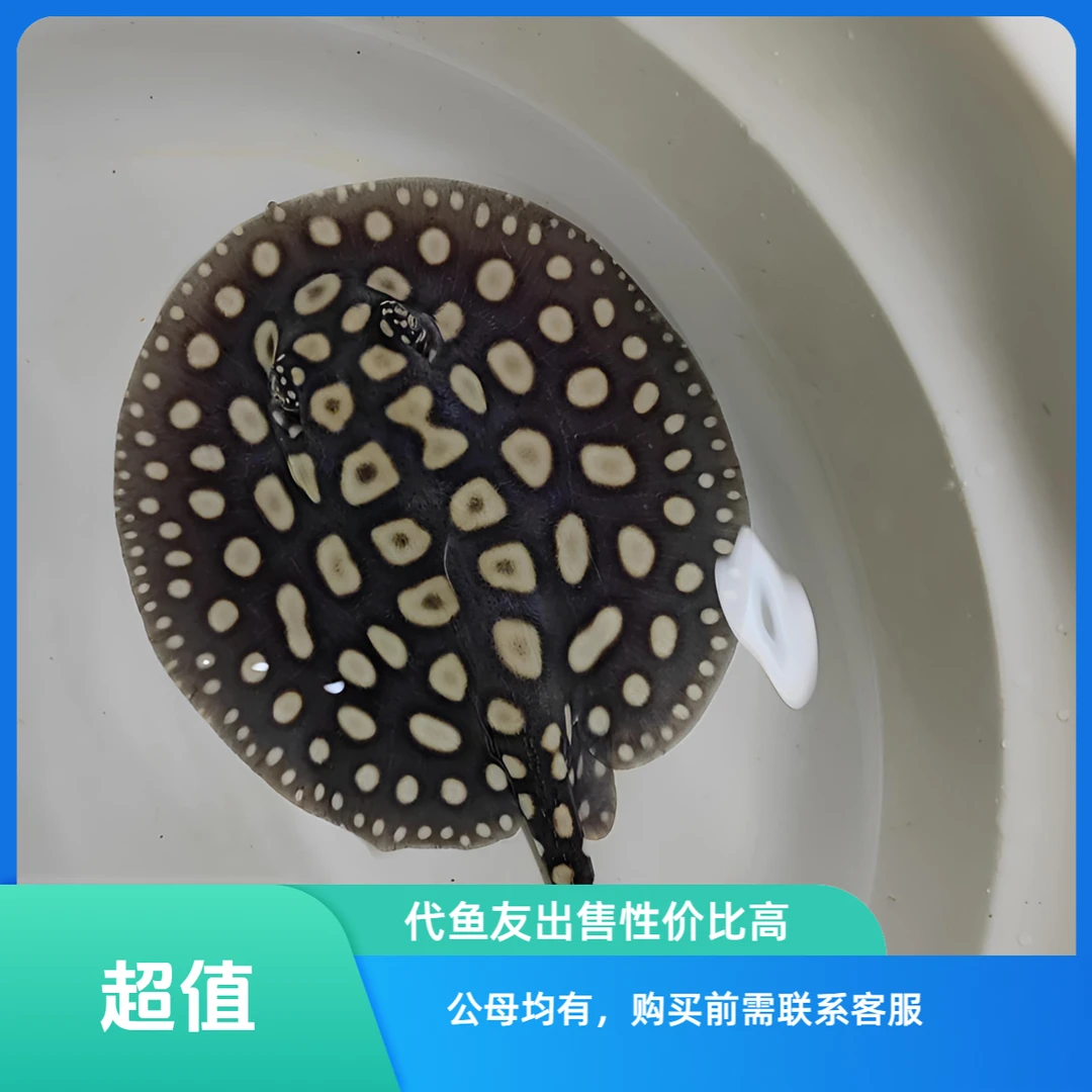 万鑫魟鱼纯血皇冠瓷白大点活体水族底层观赏鱼幼鱼热带淡水鱼