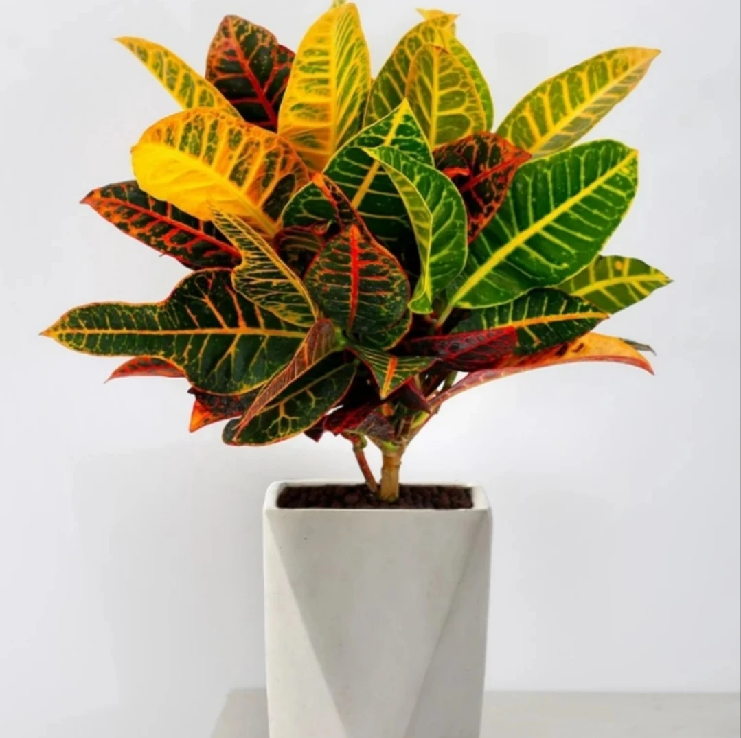 七彩变叶木阳台绿植花卉净化空气盆栽室内室外美观包邮
