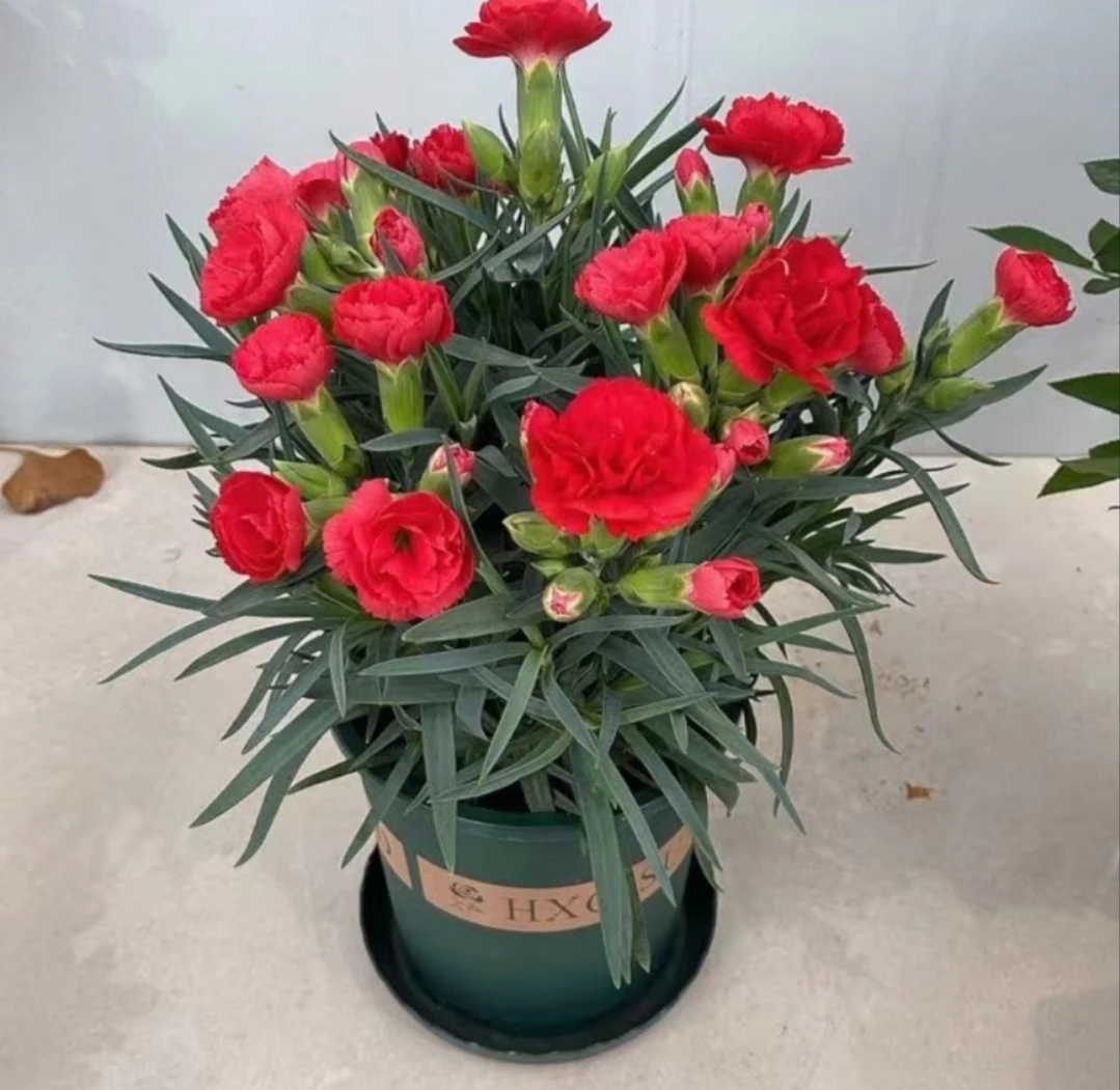 康乃馨盆栽带花苞耐寒室内阳台绿植花卉四季开花