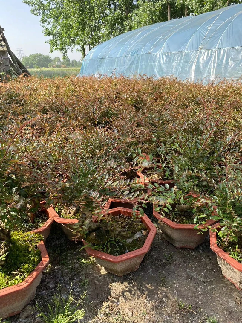 紫薇老桩(包打木架不包邮)