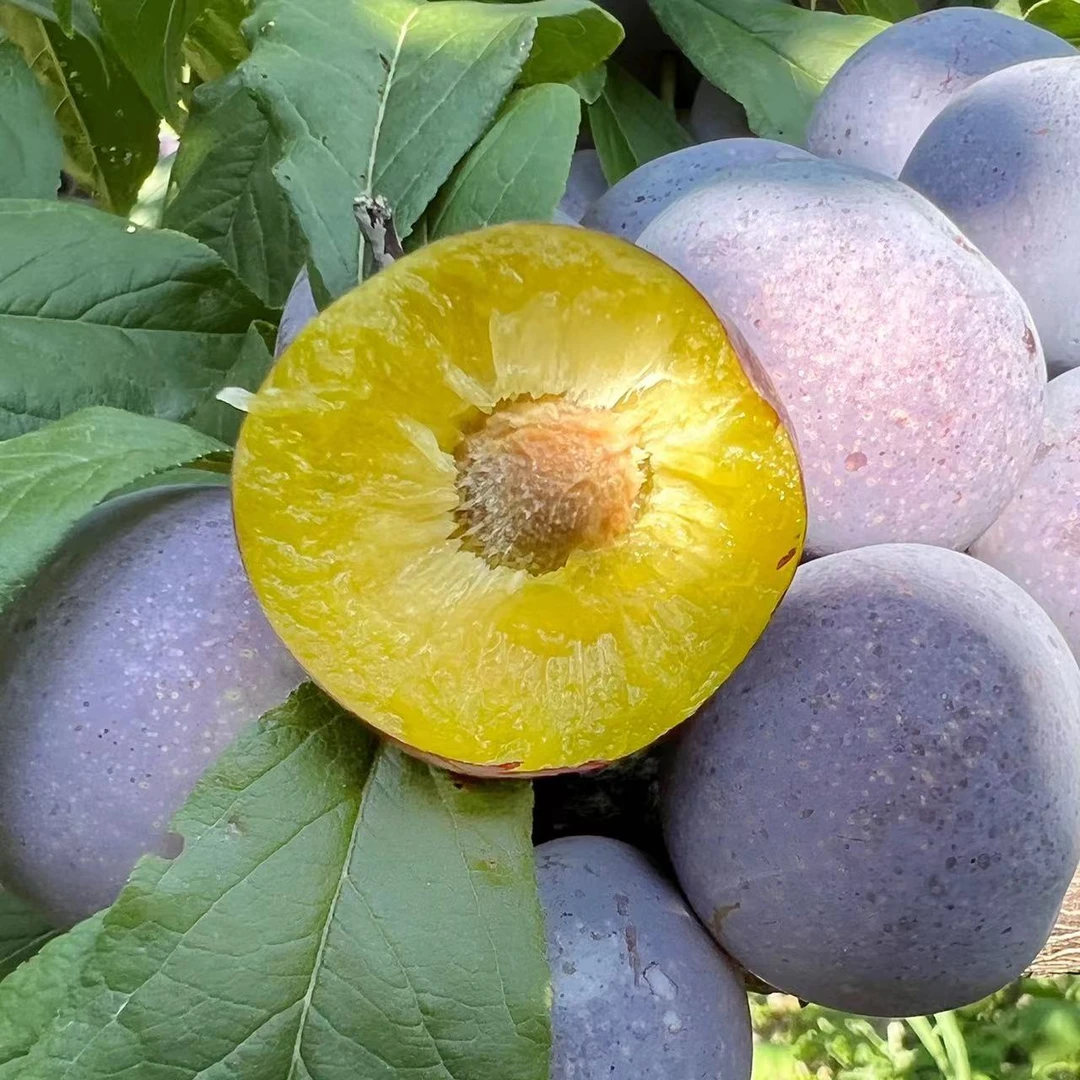 【顺丰快递】汇奉源蜜脆李四川高山脆甜脱骨李当季新鲜水果李子