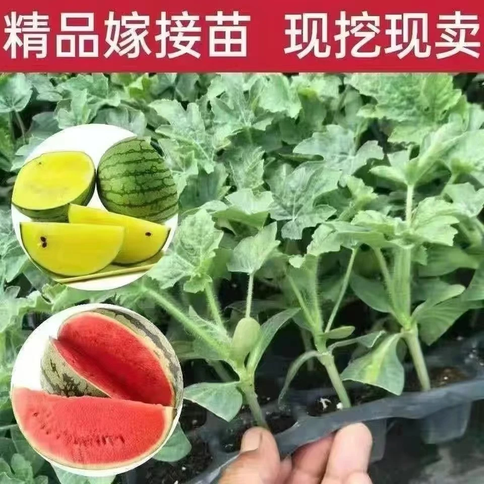 8424嫁接原生西瓜苗黑美人麒麟黄心无籽西瓜秧苗早熟高产批发阳台