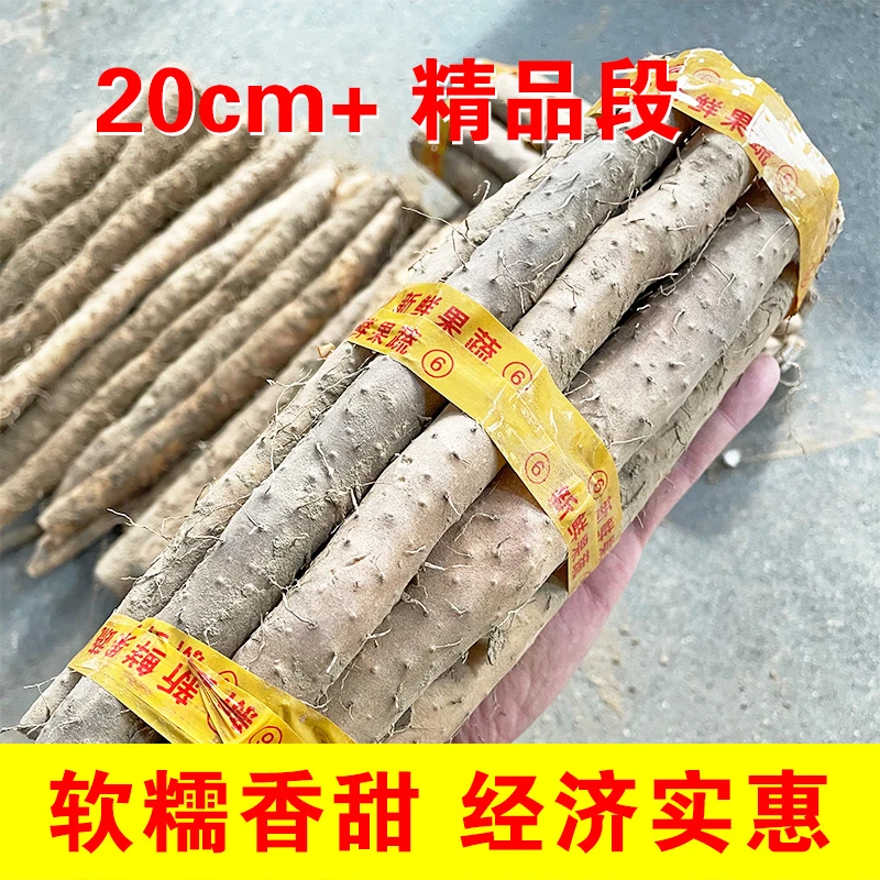 蠡人蠡品河北蠡县小白嘴精品段20cm+带土软糯经济实惠新鲜营养