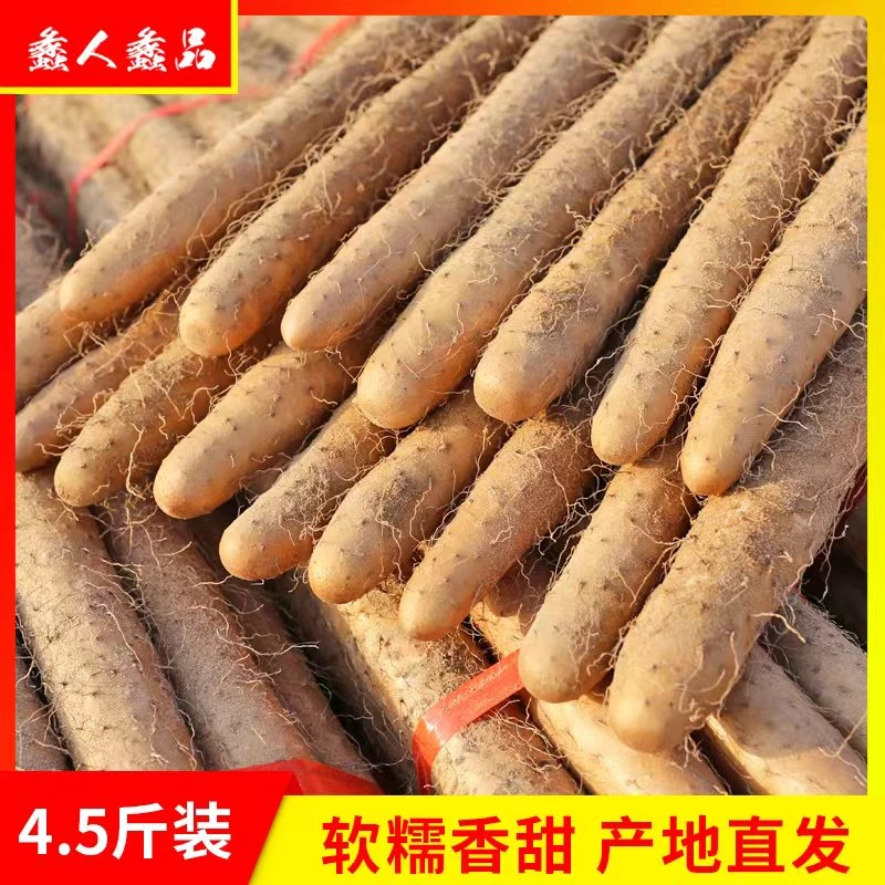 【蠡人蠡品】小白嘴山药新鲜4.5斤产地发货香甜好吃营养