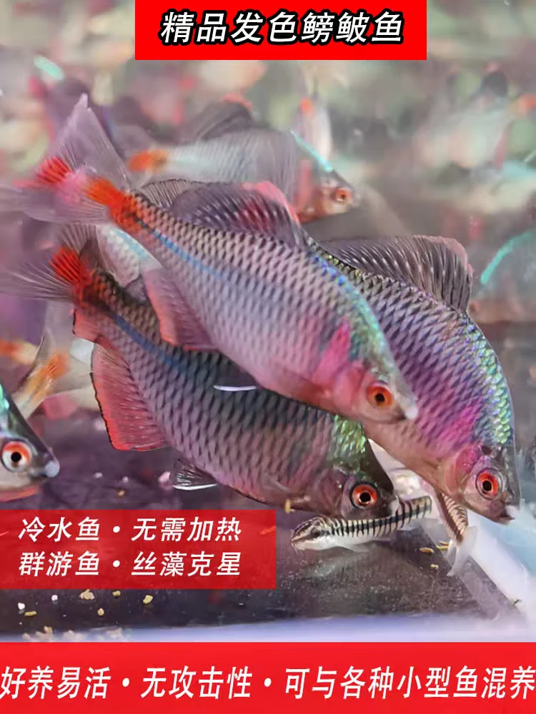 鳑鲏鱼观赏鱼冷水鱼原生鱼七彩旁皮鱼高体旁皮活体小型淡水鱼好养