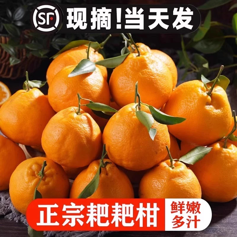 【粑粑柑】四川3-9斤春见现摘新鲜不知火丑橘健康现摘现发当季水果