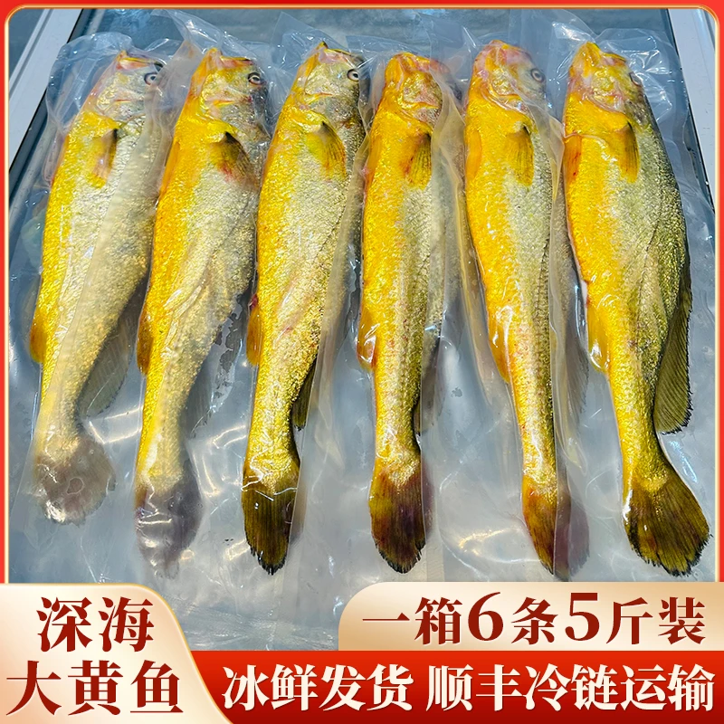 正宗宁德深海大黄鱼,一箱6条5斤装,顺丰冰鲜发货,现捕水产海鲜
