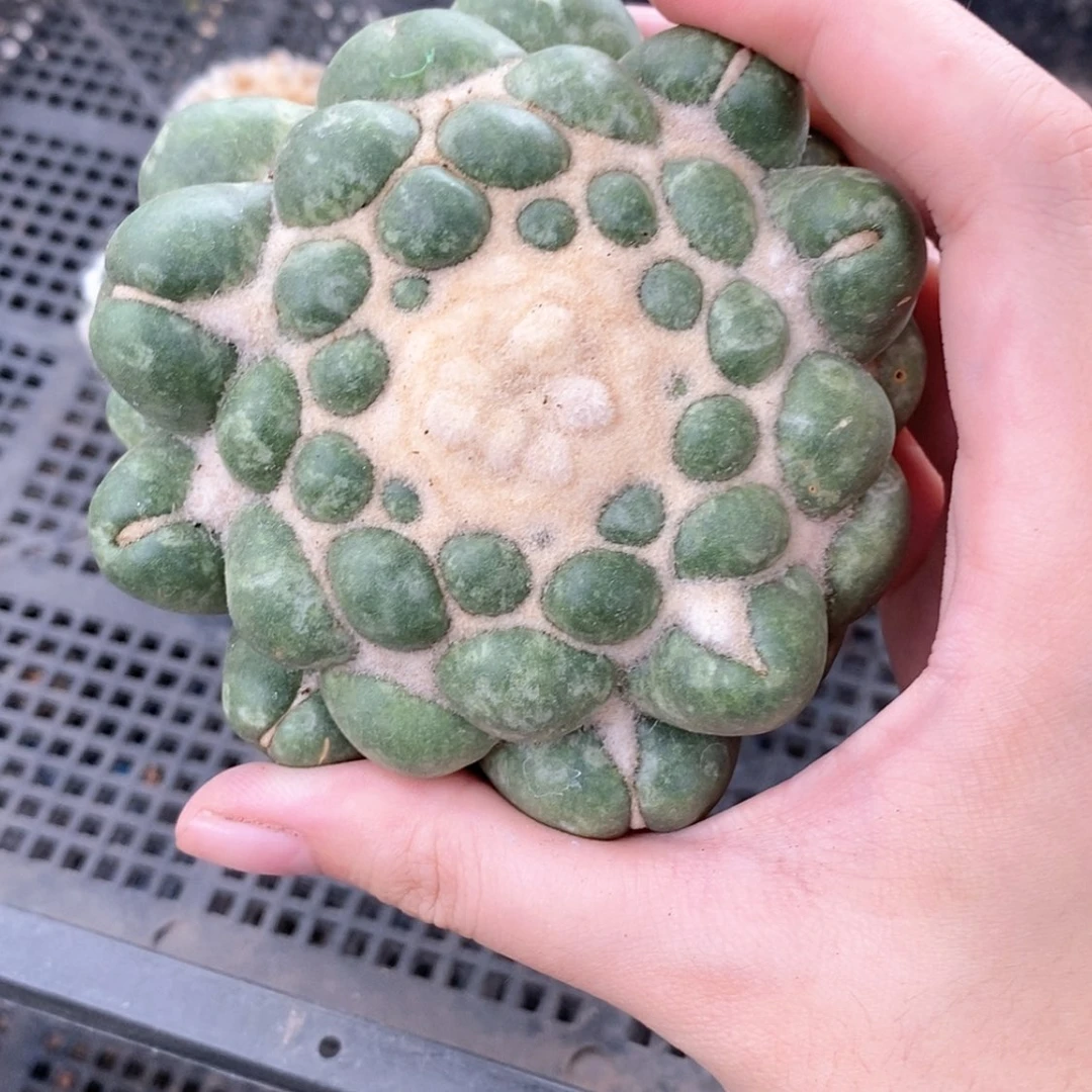 【闪购商品】5号褪色的蜘蛛眼10cm带柱