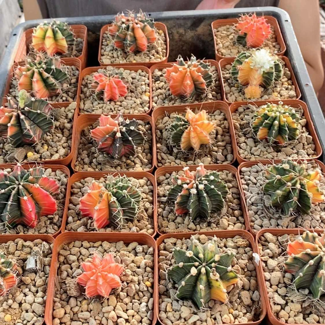 【闪购商品】3.5cm实生两颗肋骨牡丹锦