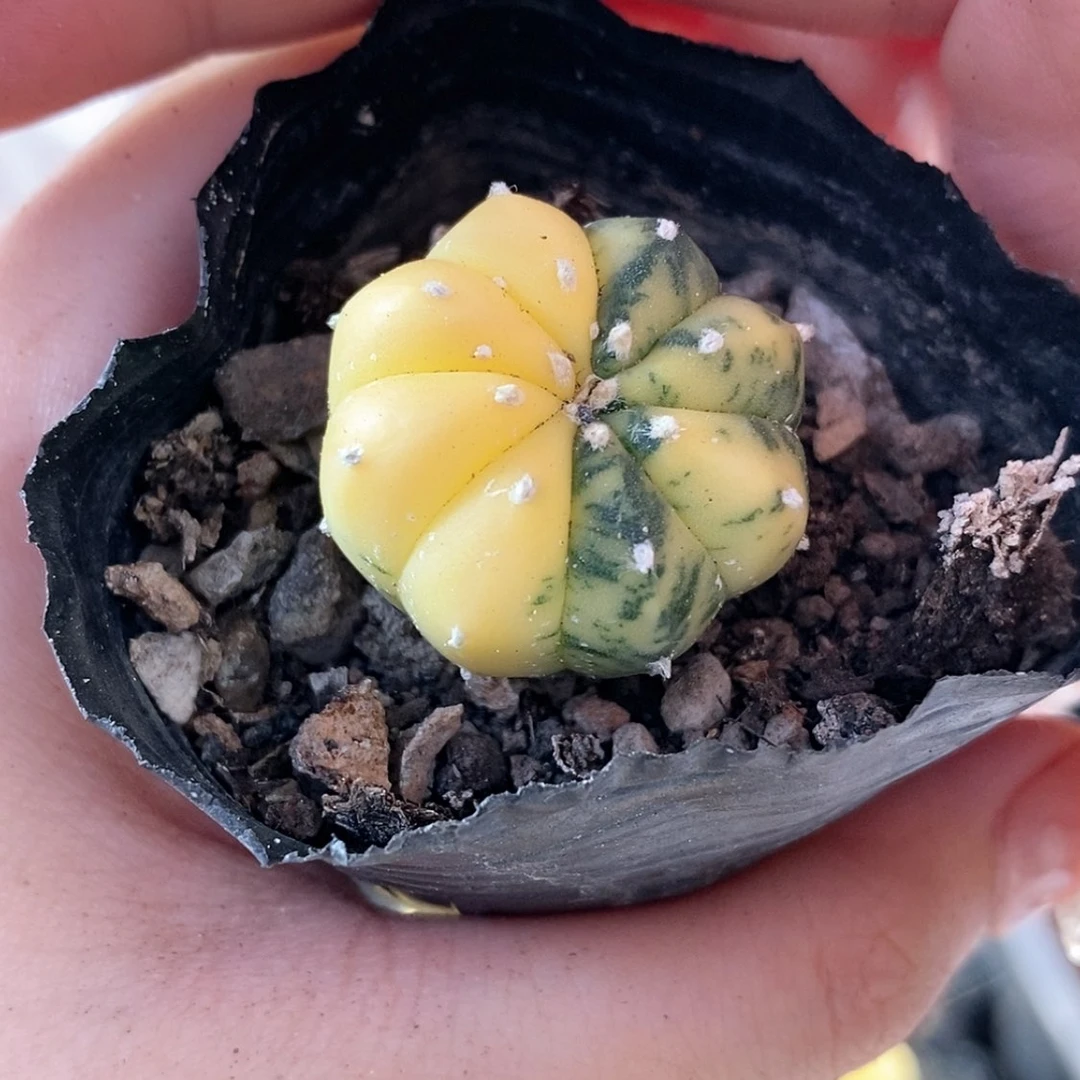 【闪购商品】2.5cm实生糖果兜锦