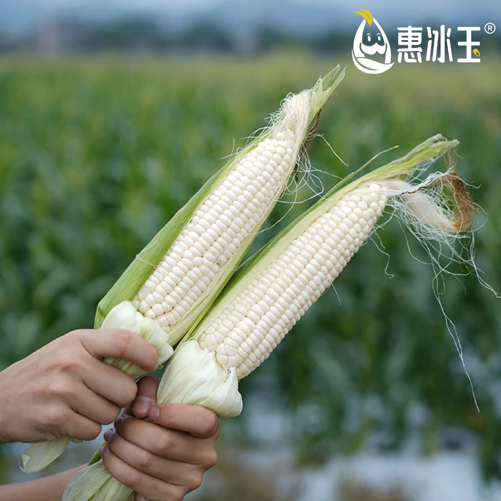 惠冰玉【靓】燕窝雪糯/云南农户自种清甜Q弹白糯新鲜玉米