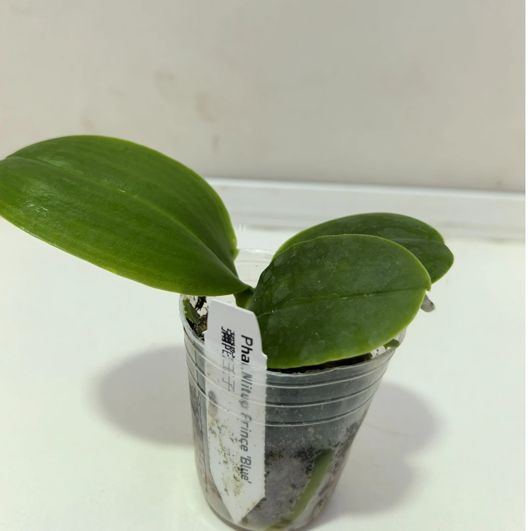 原生种蝴蝶兰【雅阁黄玉】好养赏花闻香室内盆栽绿植