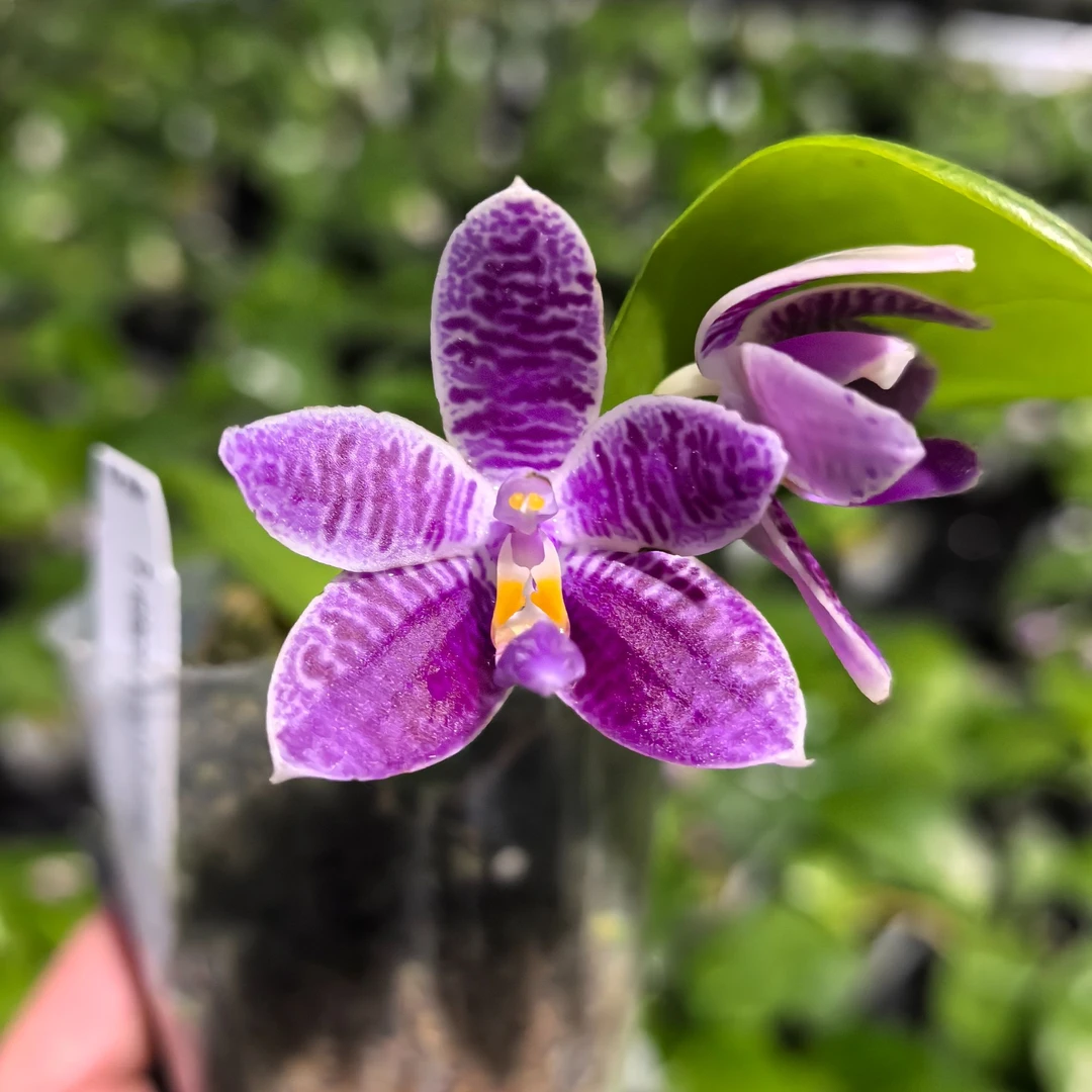 原生种（印地狗交横纹）2.5寸杯