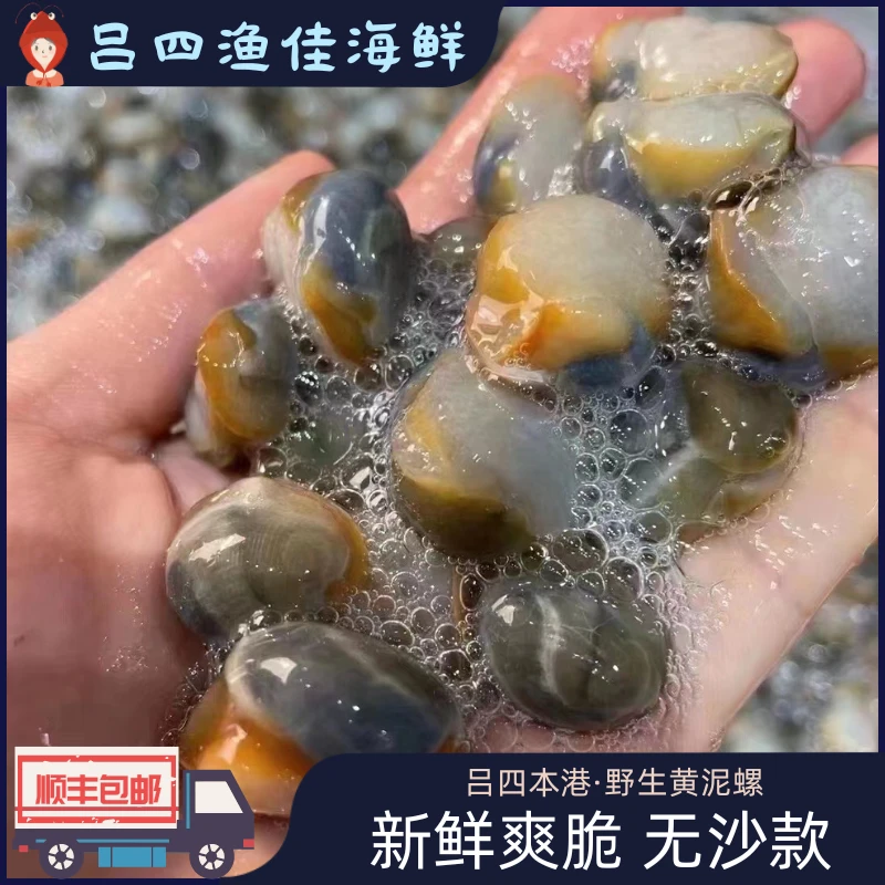 吕四渔港 正宗新鲜黄泥螺无沙打盐发速冻顺丰300g每罐