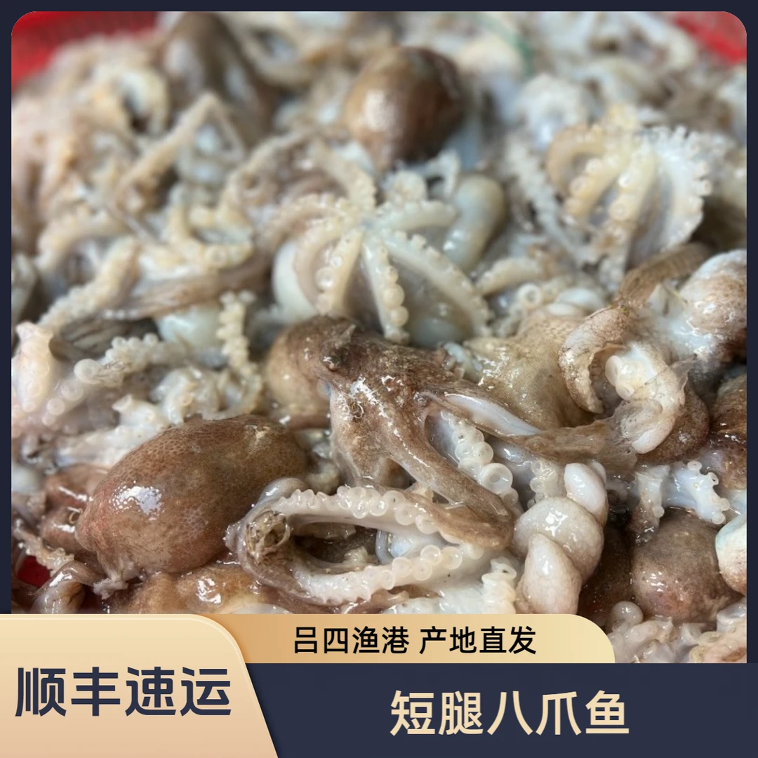 吕四渔港 短腿小八爪鱼