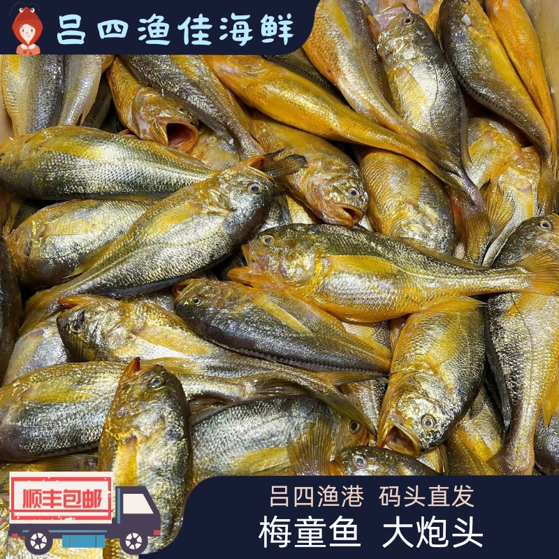 吕四渔港/梅童鱼/大炮头/大头宝/胖头鱼