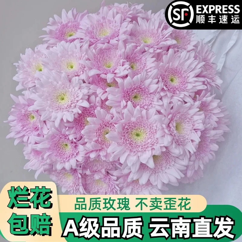 A级【弥勒】粉色小菊雏菊花鲜花朵插花束鲜切花卉云南「好养活」顺丰