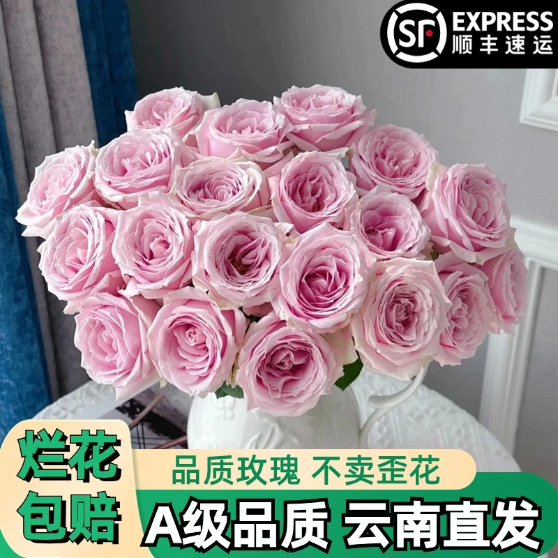 A【粉红雪山】粉色玫瑰鲜花朵插花束鲜切花卉云南基地「大花】顺丰