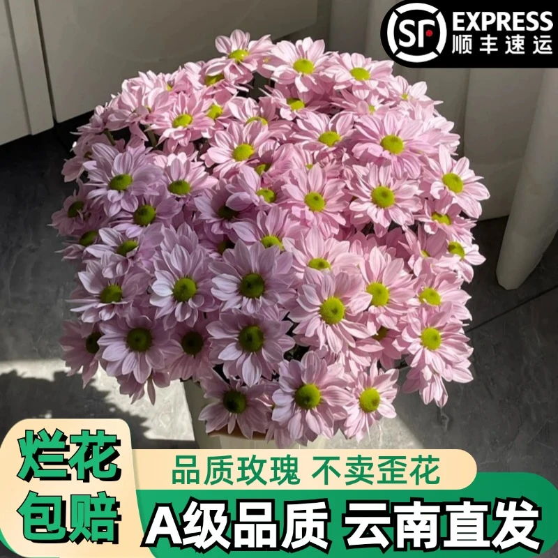 A级【薰衣草】粉色小菊雏菊花鲜花朵插花束鲜切花卉云南「好养】顺丰