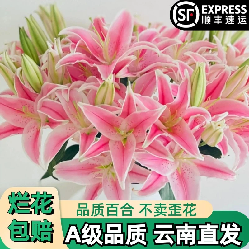 A【索尔邦】香水百合粉色单瓣百合花束鲜花鲜切花卉云南基地顺丰