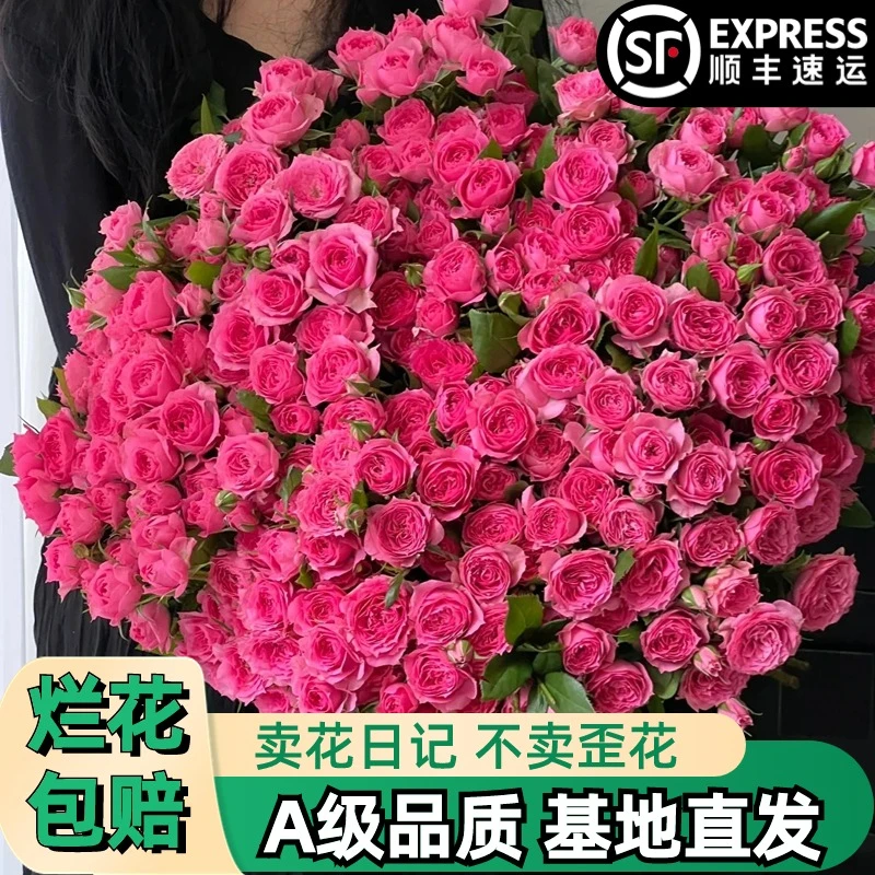 A【苏菲宝贝】多头玫瑰鲜花朵插花束鲜切花卉云南基地「桃红」顺丰