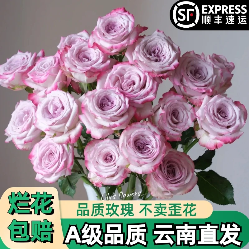 A【气场】紫色玫瑰鲜花朵插花束鲜切花卉云南基地「大花好养】顺丰