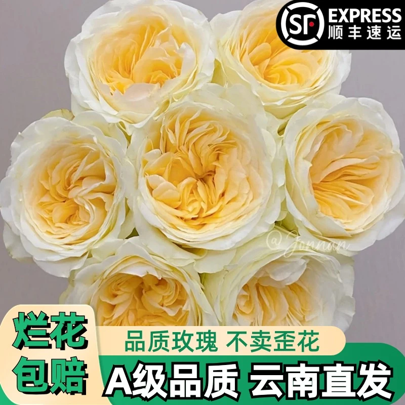 A【奶油杯】黄色玫瑰鲜花朵插花束鲜切花卉云南基地「奥斯丁】顺丰