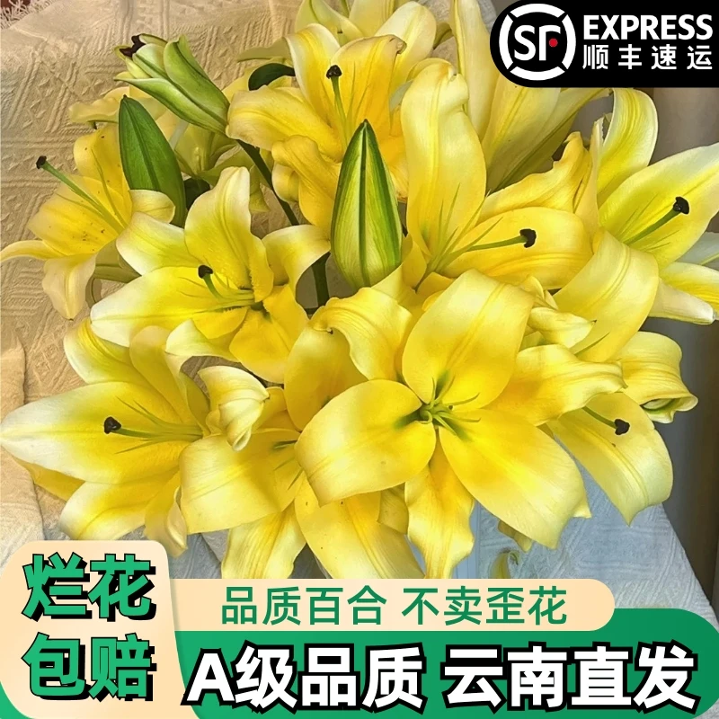 A【黄天霸】香水百合白色单瓣百合花束鲜花鲜切花卉云南基地顺丰