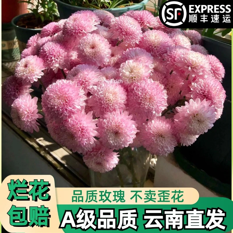 A级【布鲁诺粉】粉色小菊雏花鲜花朵插花束鲜切花卉云南「好养」顺丰