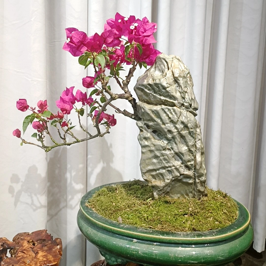 三角梅盆景（一物一拍）