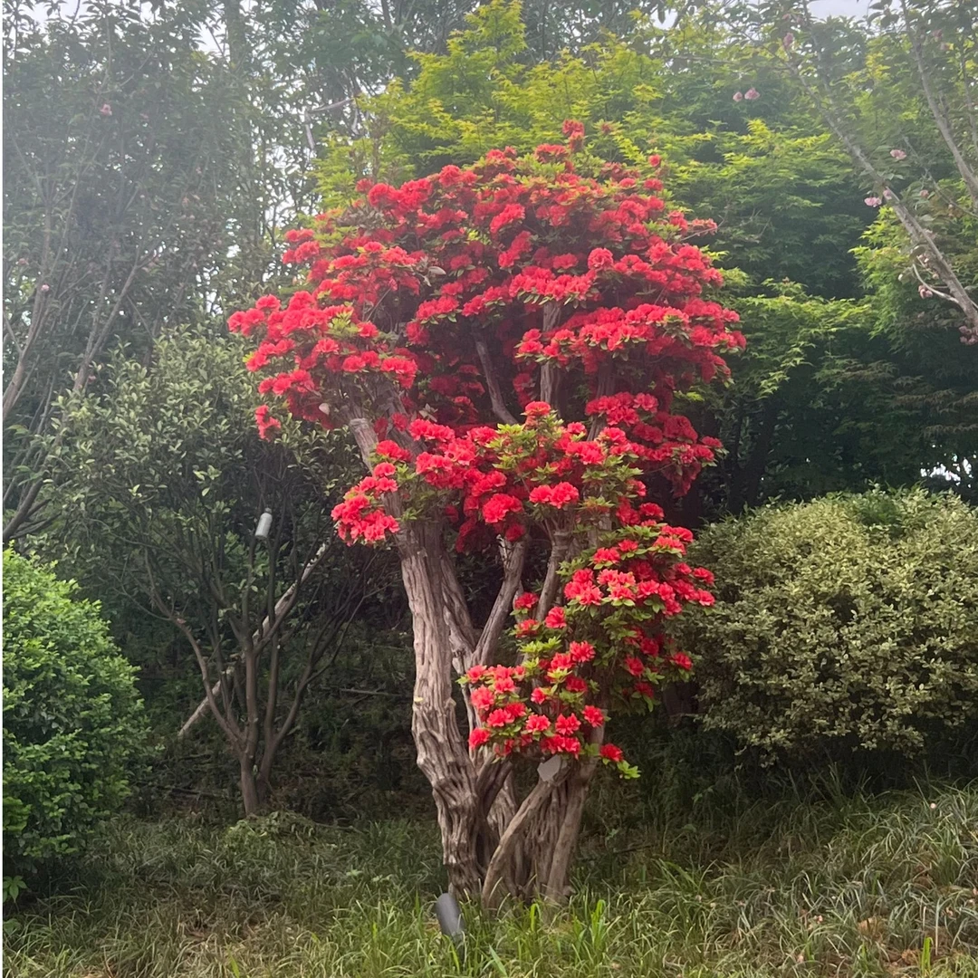 太丹东红盆景老桩杜鹃常绿杜鹃