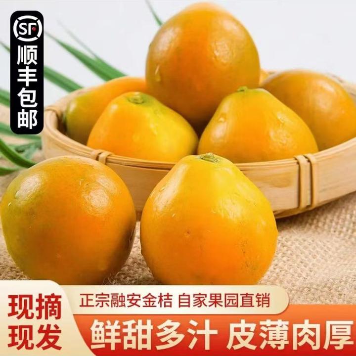 脆密金柑融安第三代脆密金桔新鲜现摘当季水果整箱顺丰包邮包甜