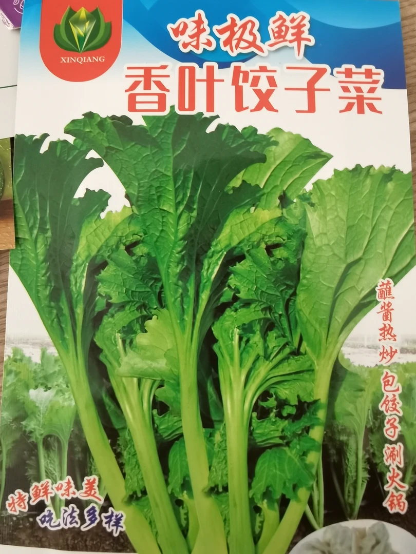 饺子菜种子