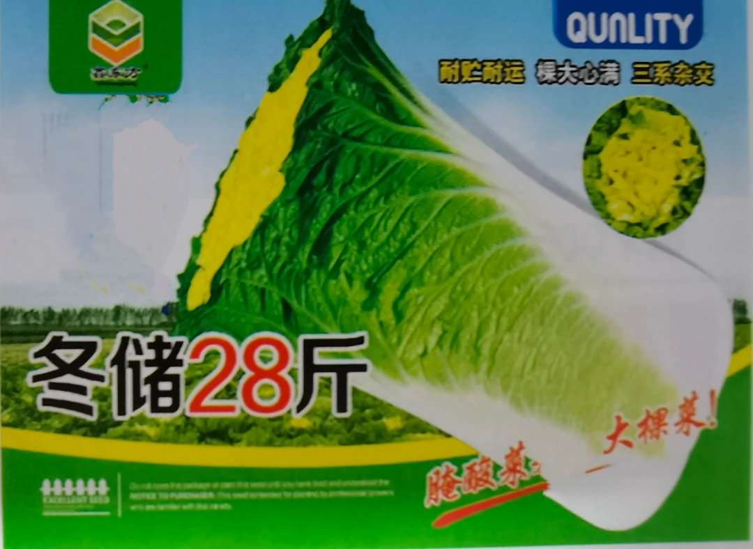 冬储28斤舒心大白菜种子