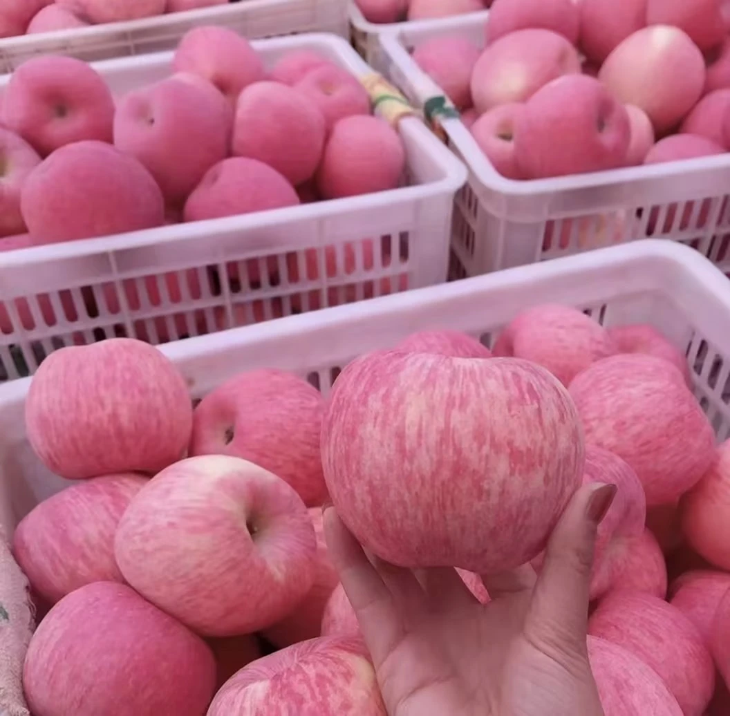 糖心梦红富士苹果脆甜多汁新鲜水果当季现摘，一箱24颗包邮内蒙不