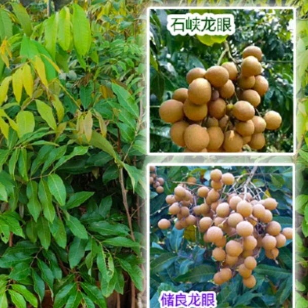 正品 石峡龙眼 储良龙眼 四季龙眼 嫁接苗