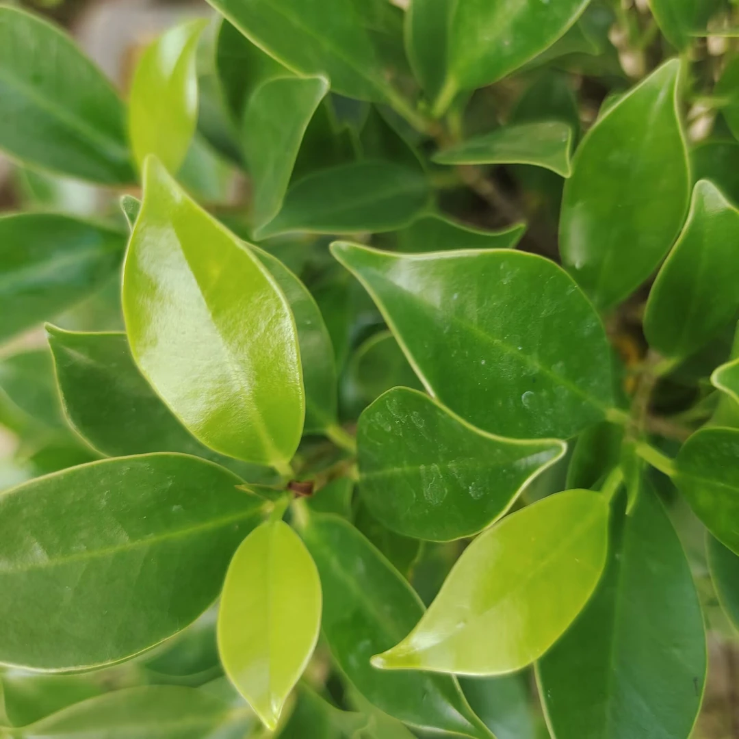 精品盆景花卉绿植拍拍     58-998     黄色一物一拍（2）养护