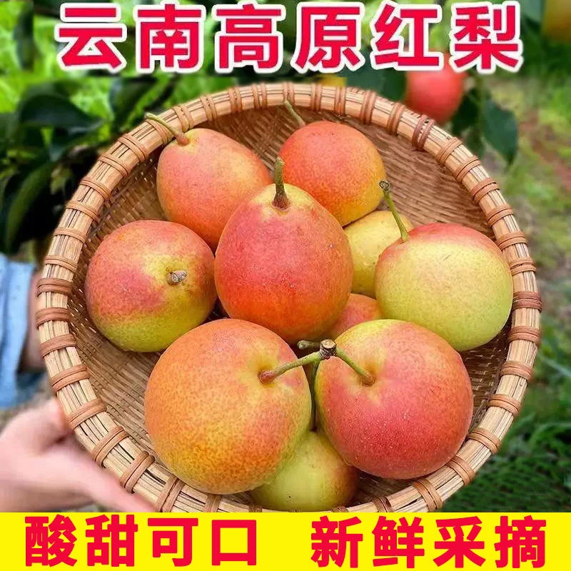 巍山红雪梨云南大理特产应季水果高原红雪梨新鲜冬雪梨子脆甜汁多