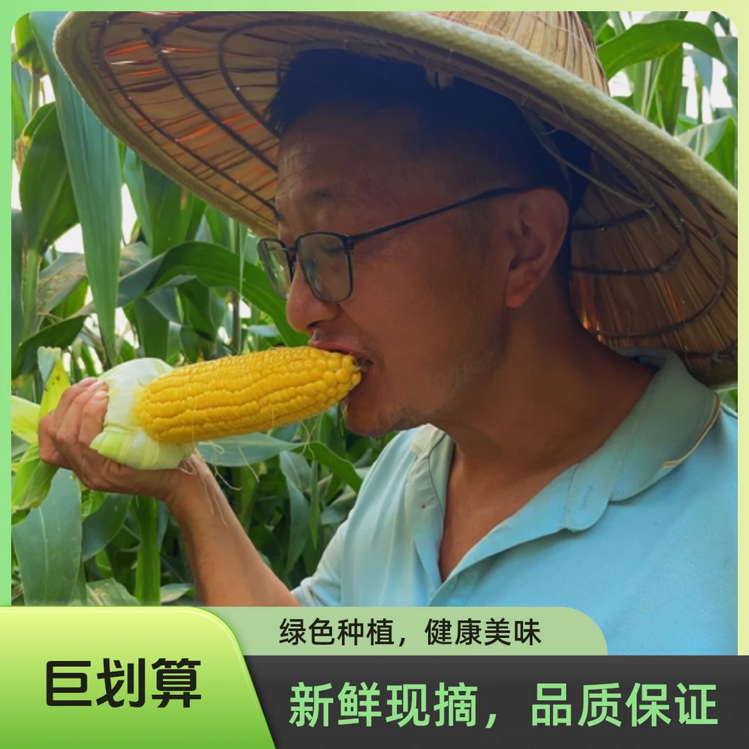 【村长推荐】农家自种新鲜美味太阳花甜糯玉米可生吃可煮可蒸可炒